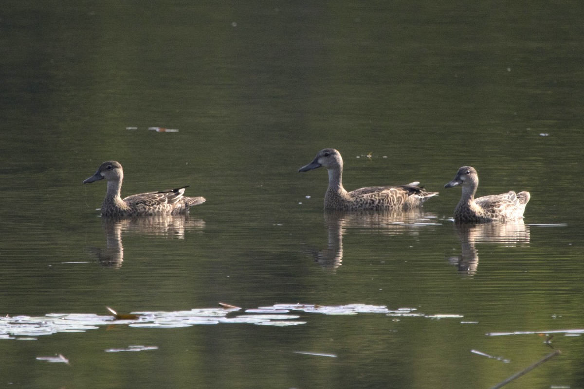 Blue-winged Teal - Michael Bowen