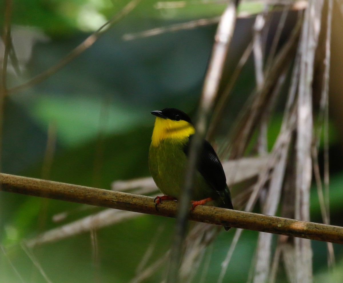 Golden-collared Manakin - ML113583471