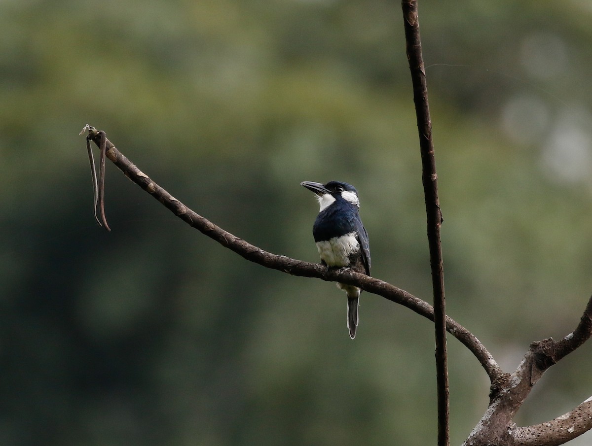 Black-breasted Puffbird - ML113583681