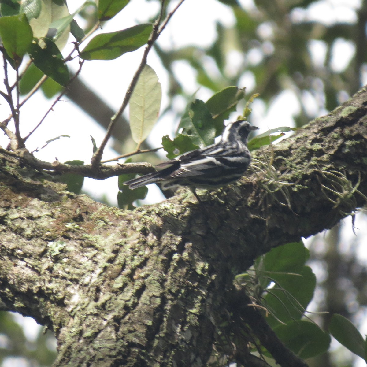 Black-and-white Warbler - John Groskopf