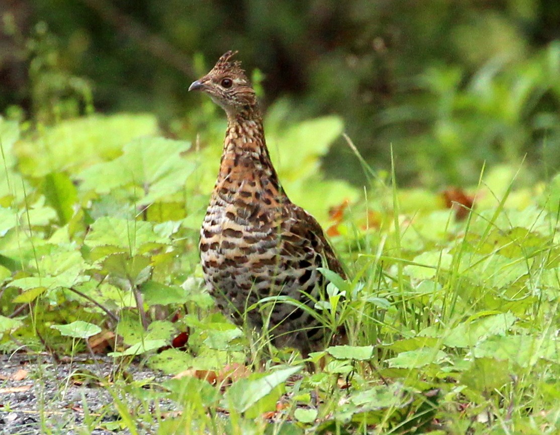 Ruffed Grouse - ML113584371