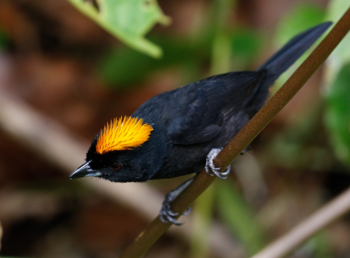 Tawny-crested Tanager - Joel Such