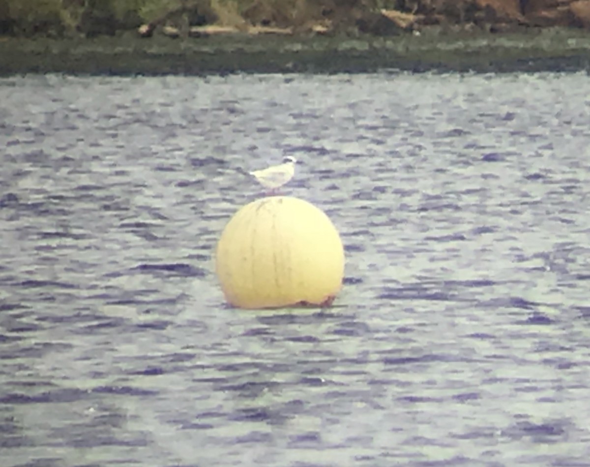 Forster's Tern - ML113585401