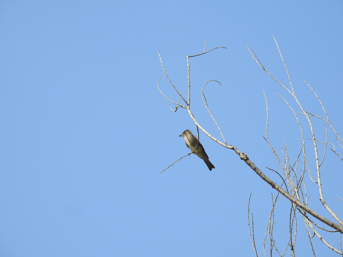 Western Wood-Pewee - ML113585941