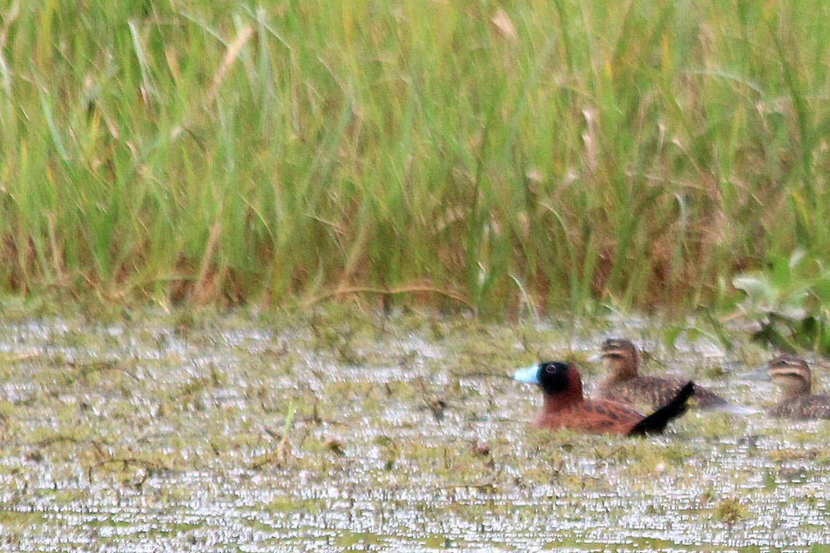 Masked Duck - ML113586331