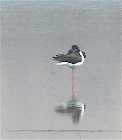 Black-necked Stilt - ML113587711