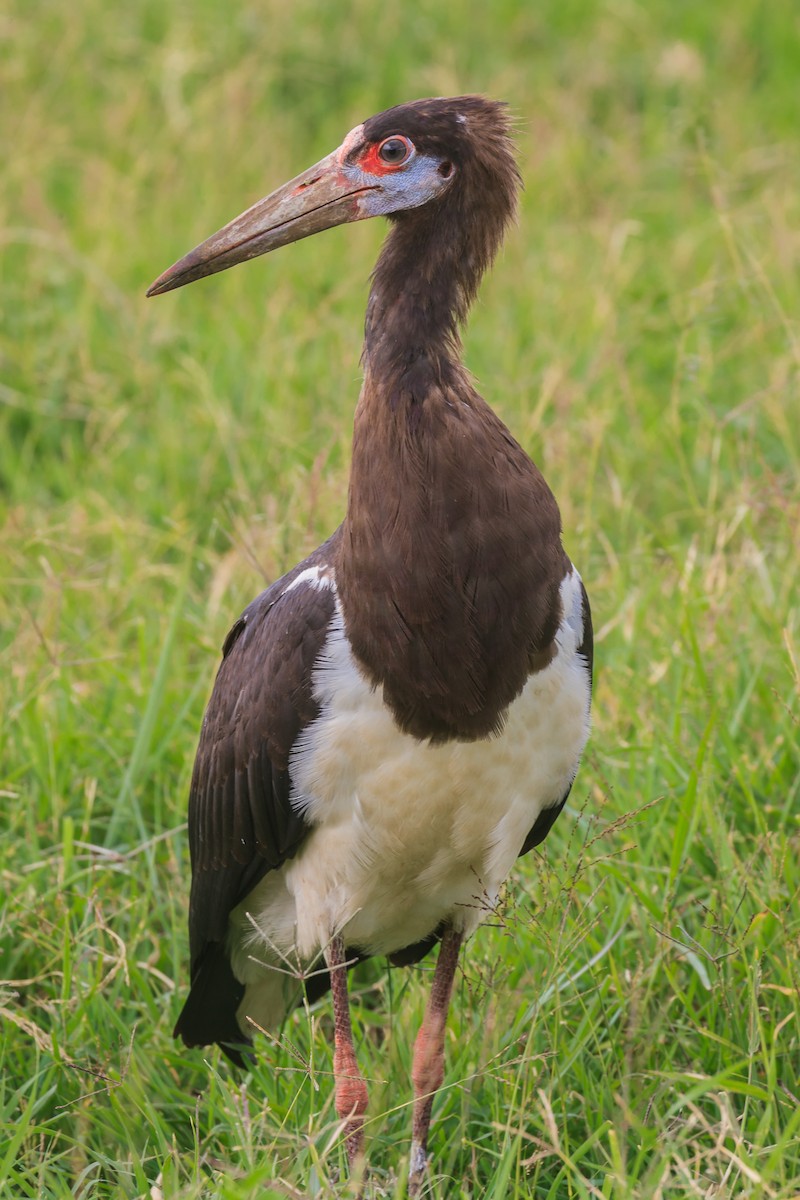 Abdim's Stork - ML113587951