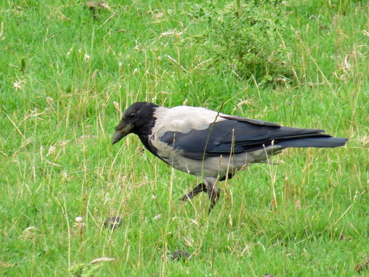 Hooded Crow - ML113588621