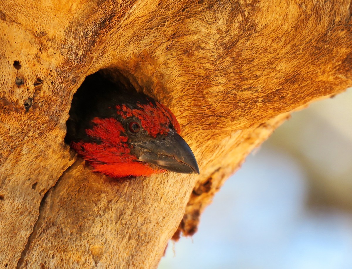 Black-collared Barbet - Mich Coker