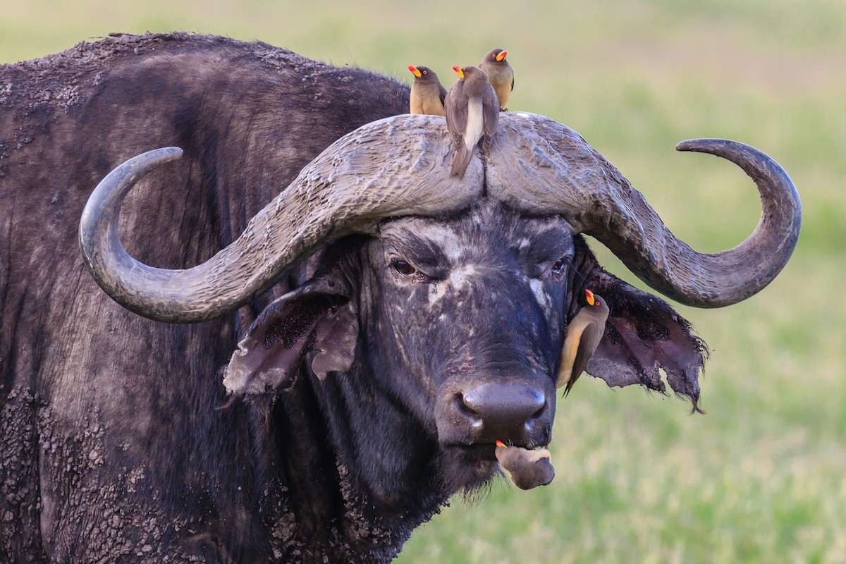 Yellow-billed Oxpecker - ML113589711