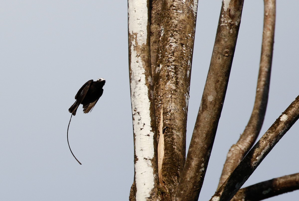 Long-tailed Tyrant - Joel Such