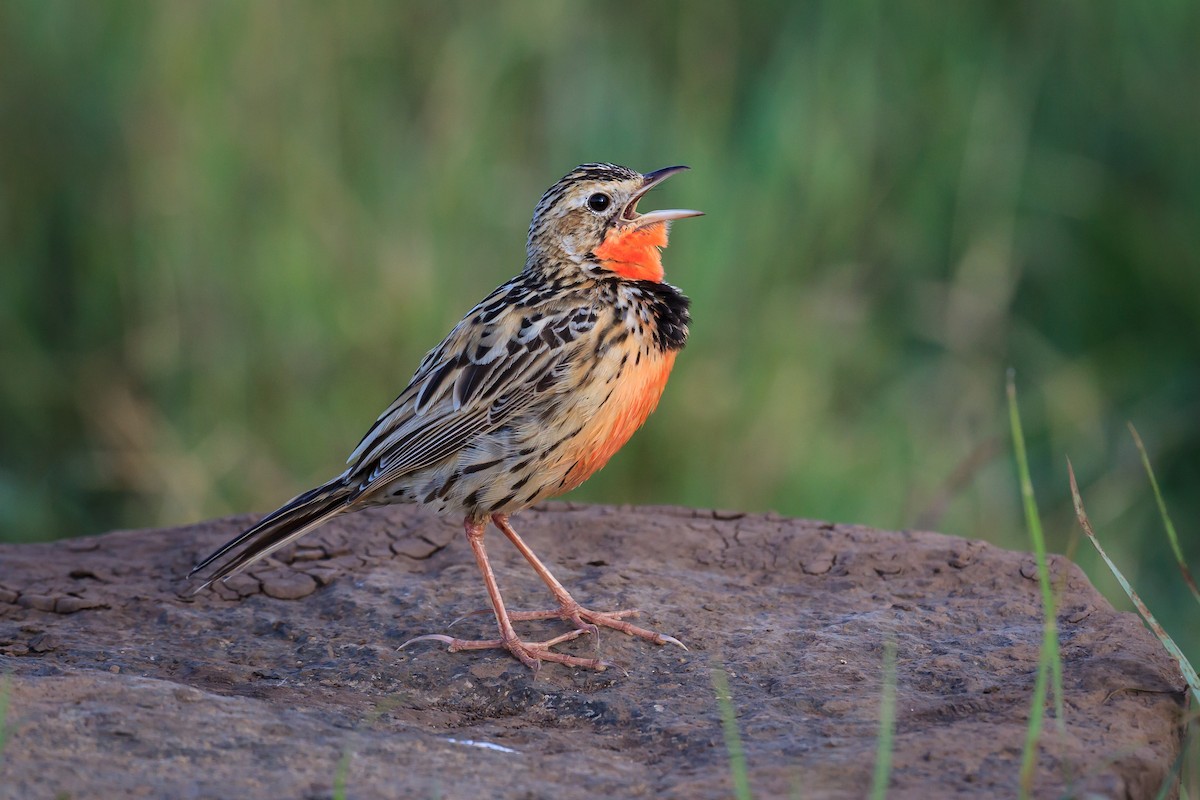 Rosy-throated Longclaw - Mariann Cyr