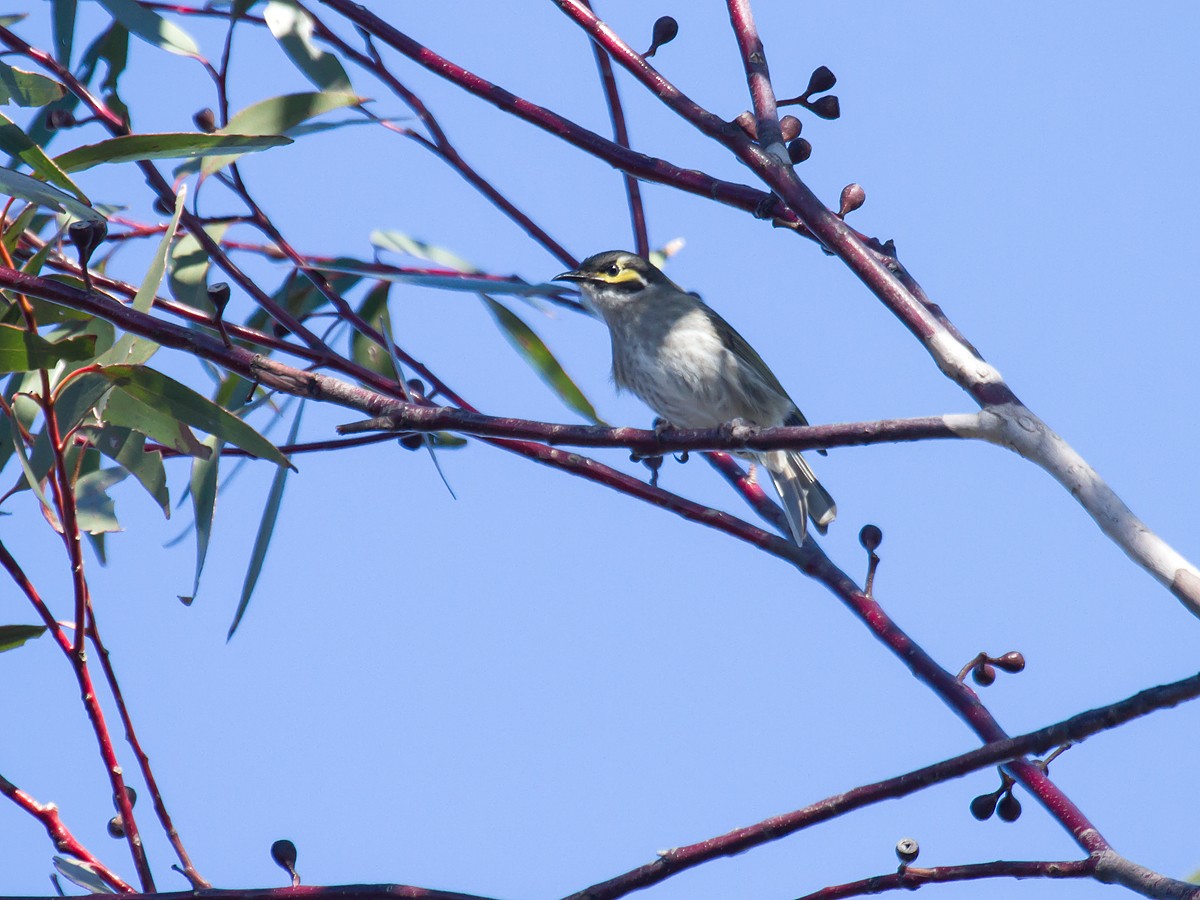 Yellow-faced Honeyeater - ML113591861