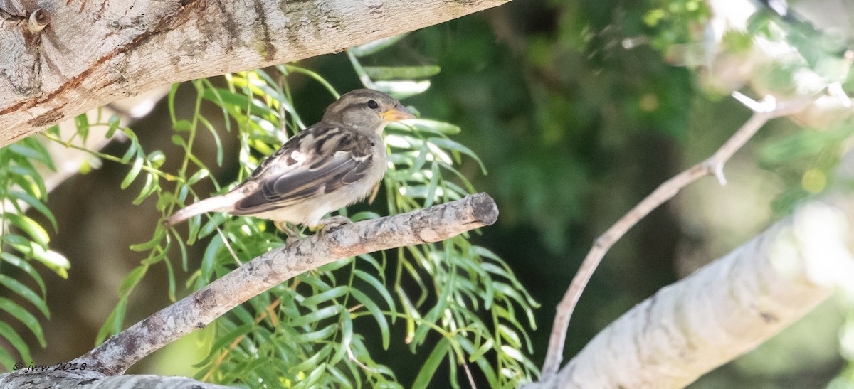 House Sparrow - ML113592141
