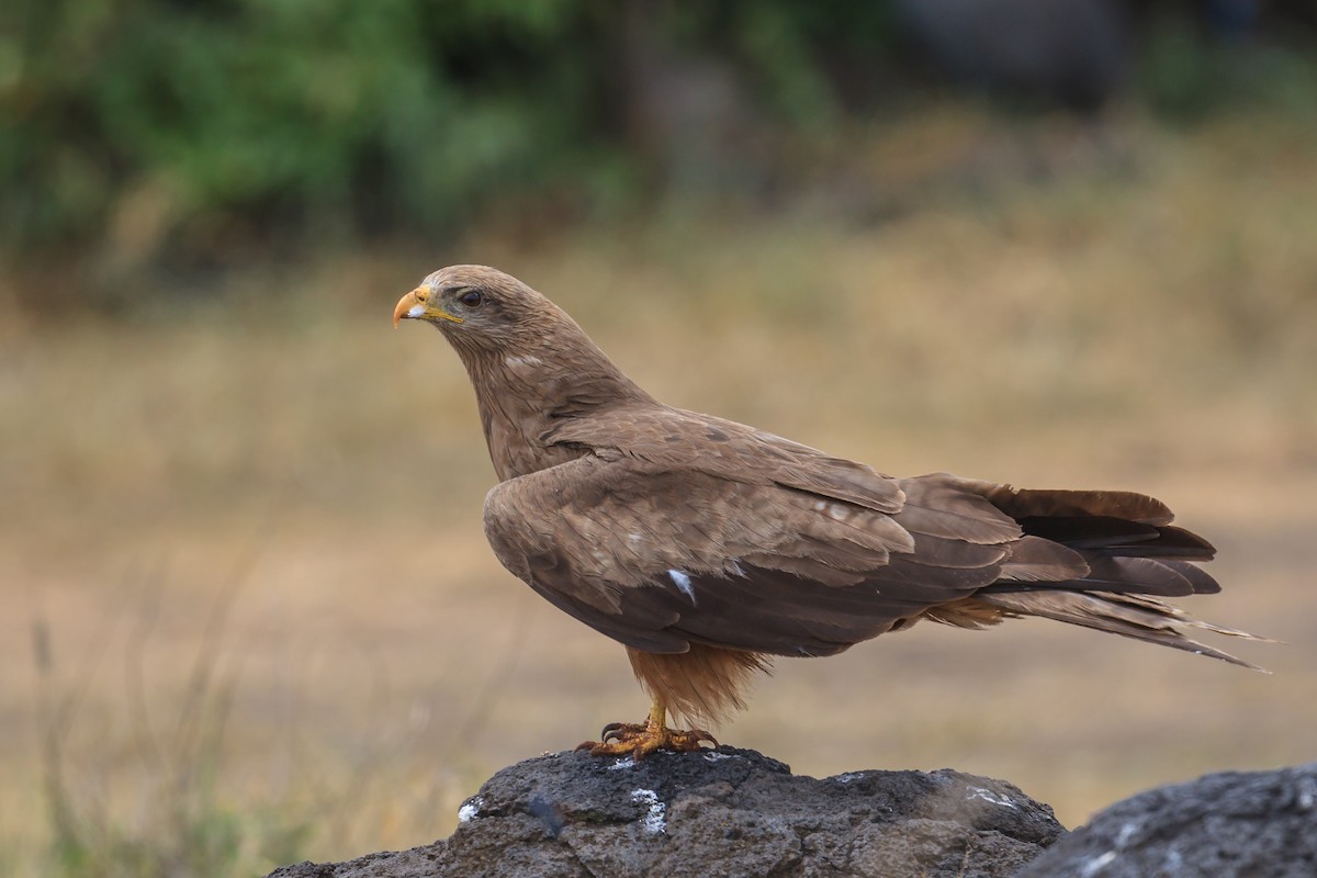 Black Kite (Yellow-billed) - Mariann Cyr