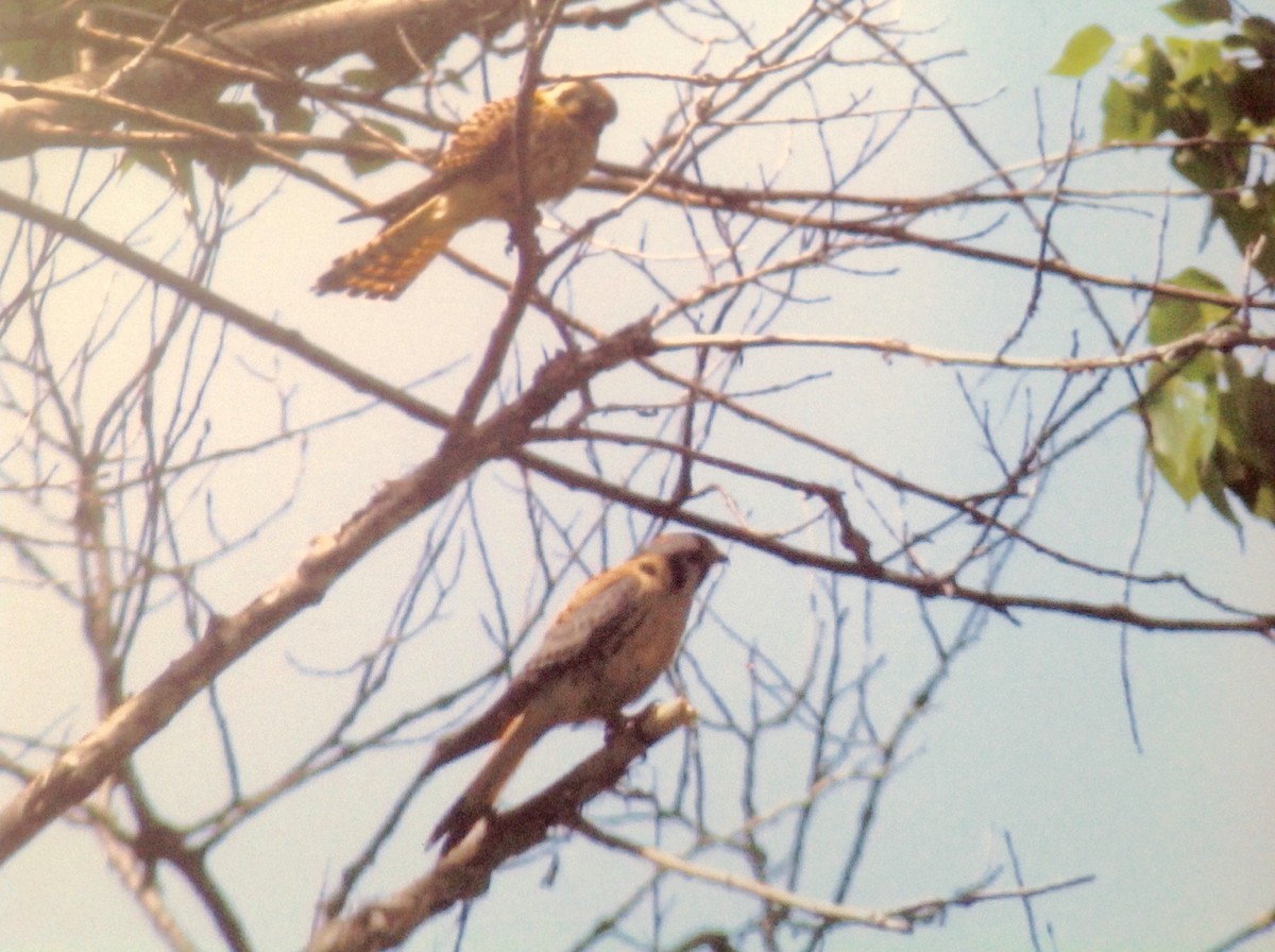 American Kestrel - ML113593361