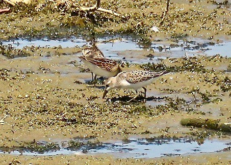 Least Sandpiper - ML113593401