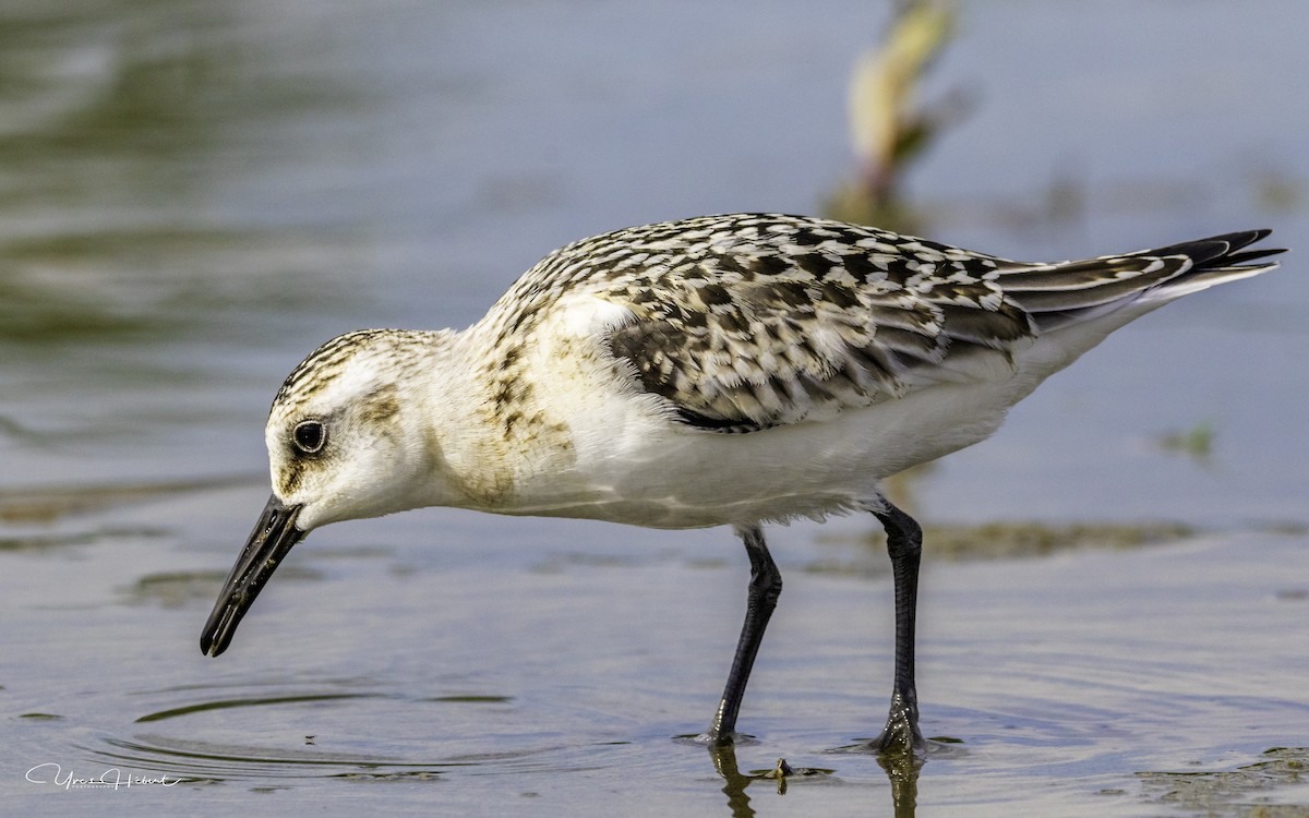 Sanderling - ML113594201