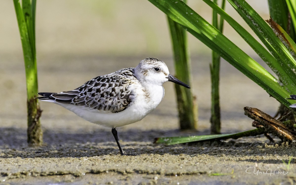 Sanderling - ML113594551