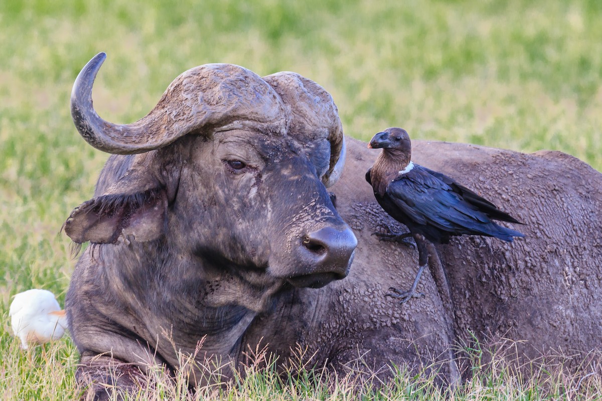 White-necked Raven - ML113595321
