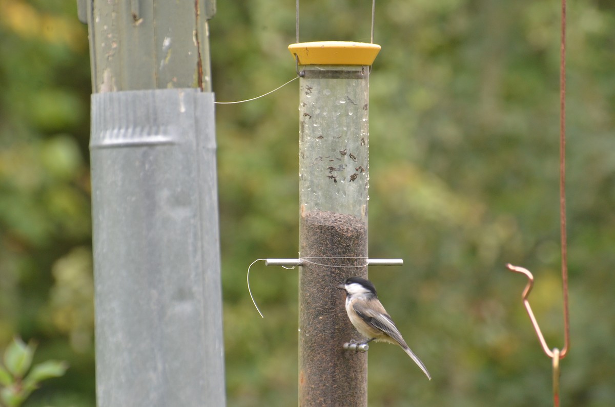 Black-capped Chickadee - ML113595441