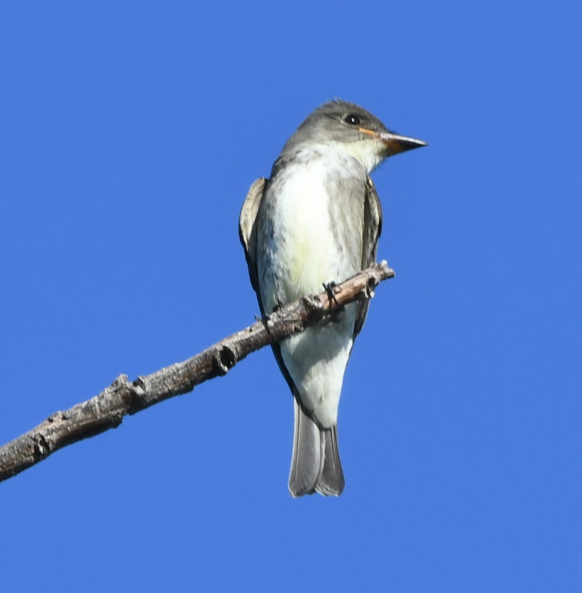 Olive-sided Flycatcher - ML113595921