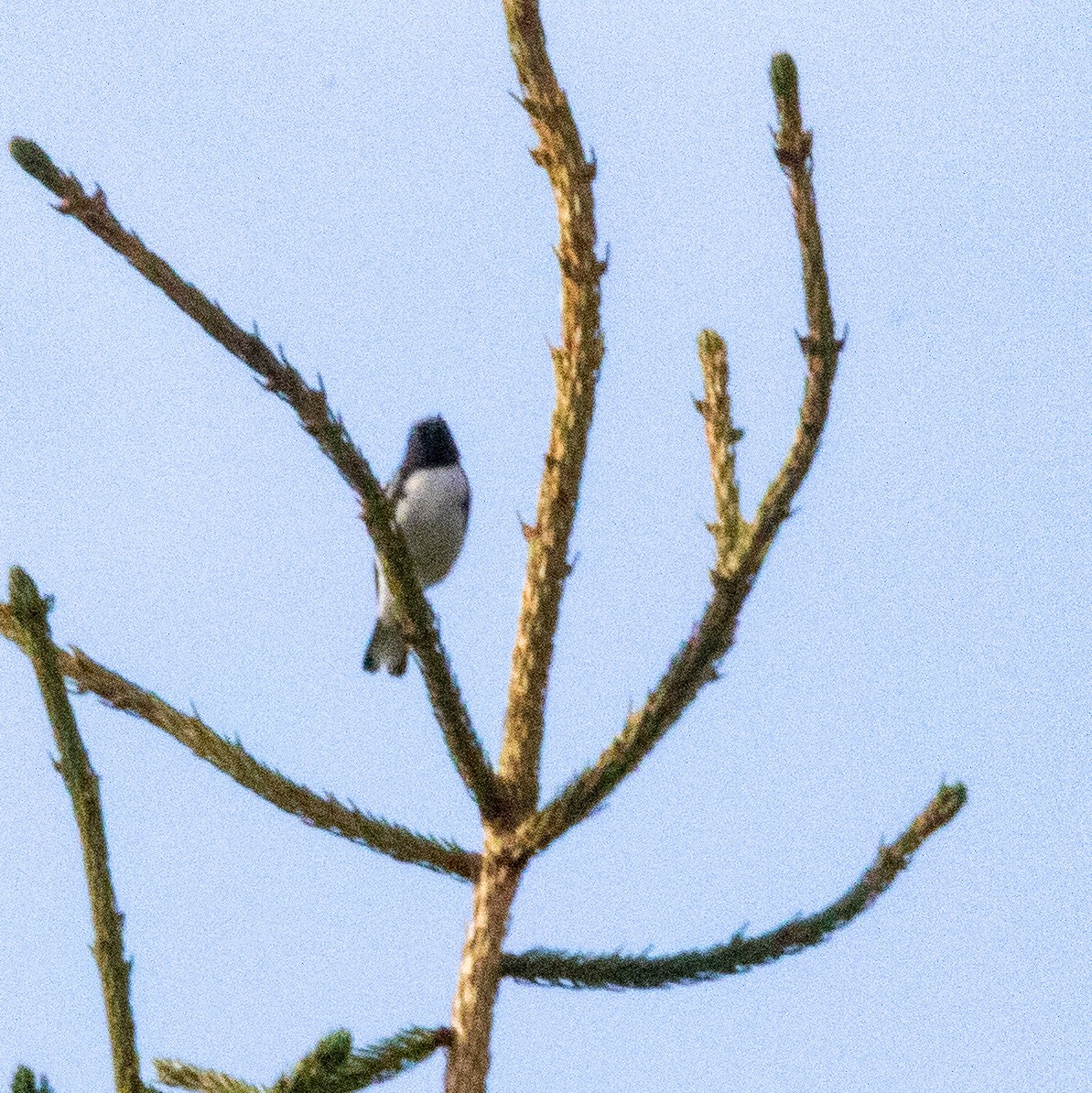 Black-throated Blue Warbler - ML113597001