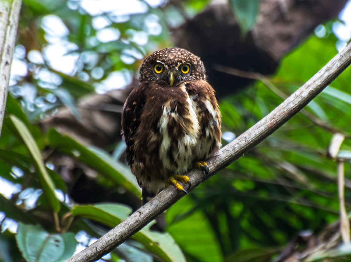 Cloud-forest Pygmy-Owl - ML113599661