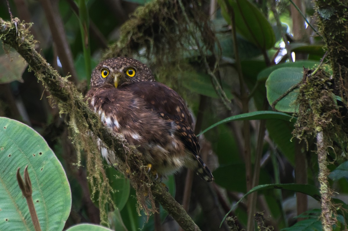 Cloud-forest Pygmy-Owl - ML113599711