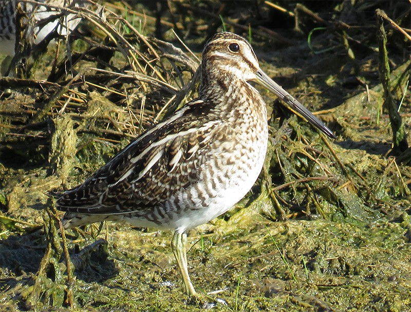 Wilson's Snipe - Karen Lebing