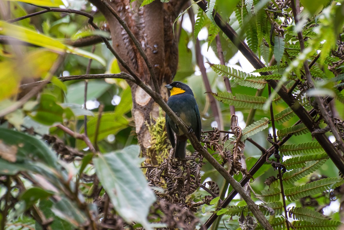 Purplish-mantled Tanager - Guillermo NAGY Aramacao Tours