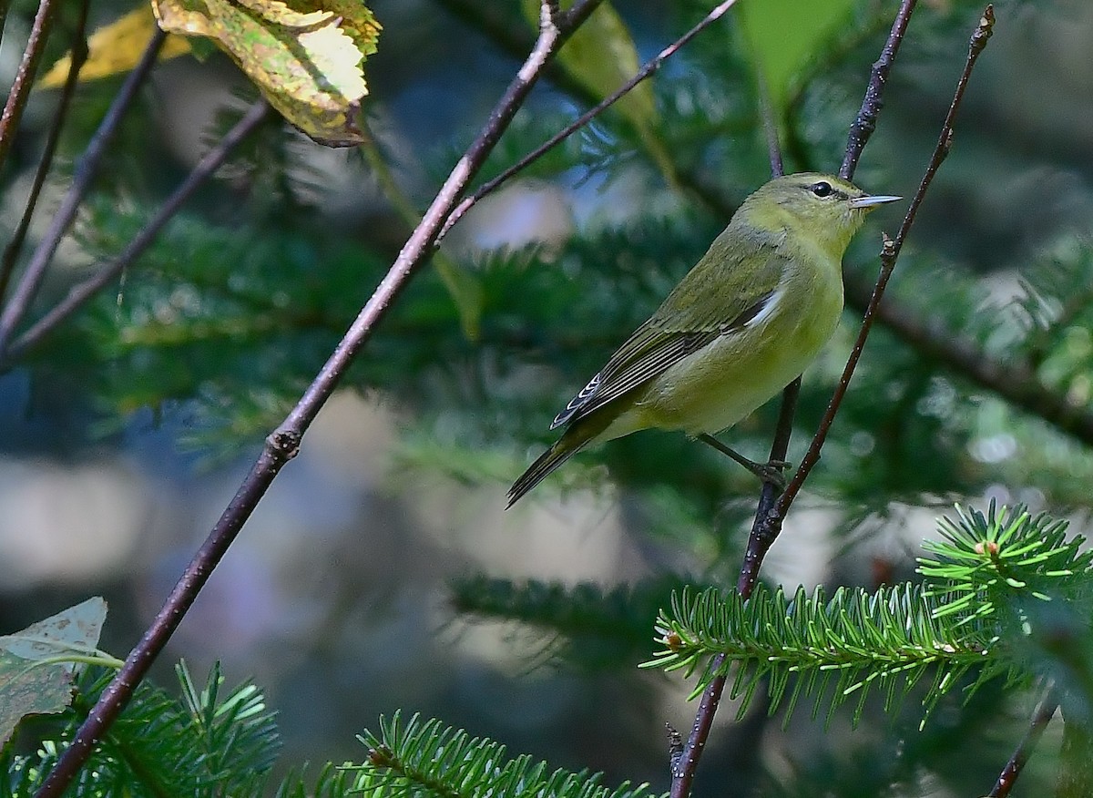 Tennessee Warbler - ML113600661