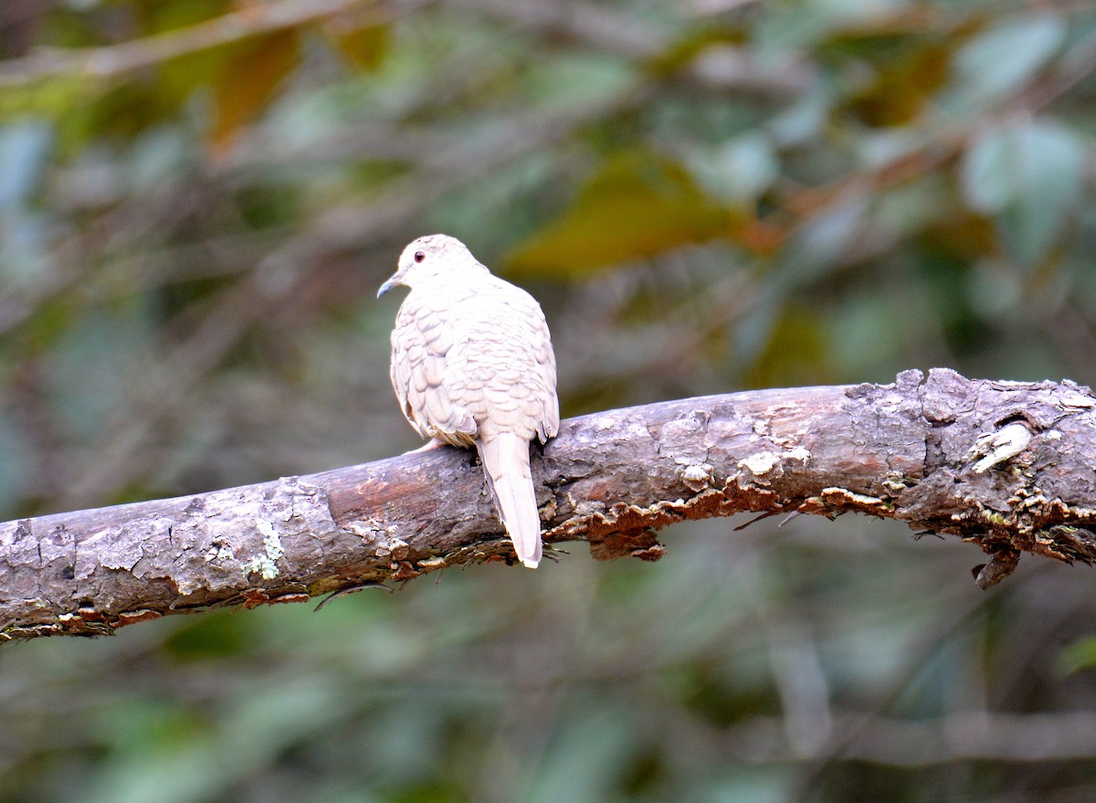 Inca Dove - Carlos Quezada