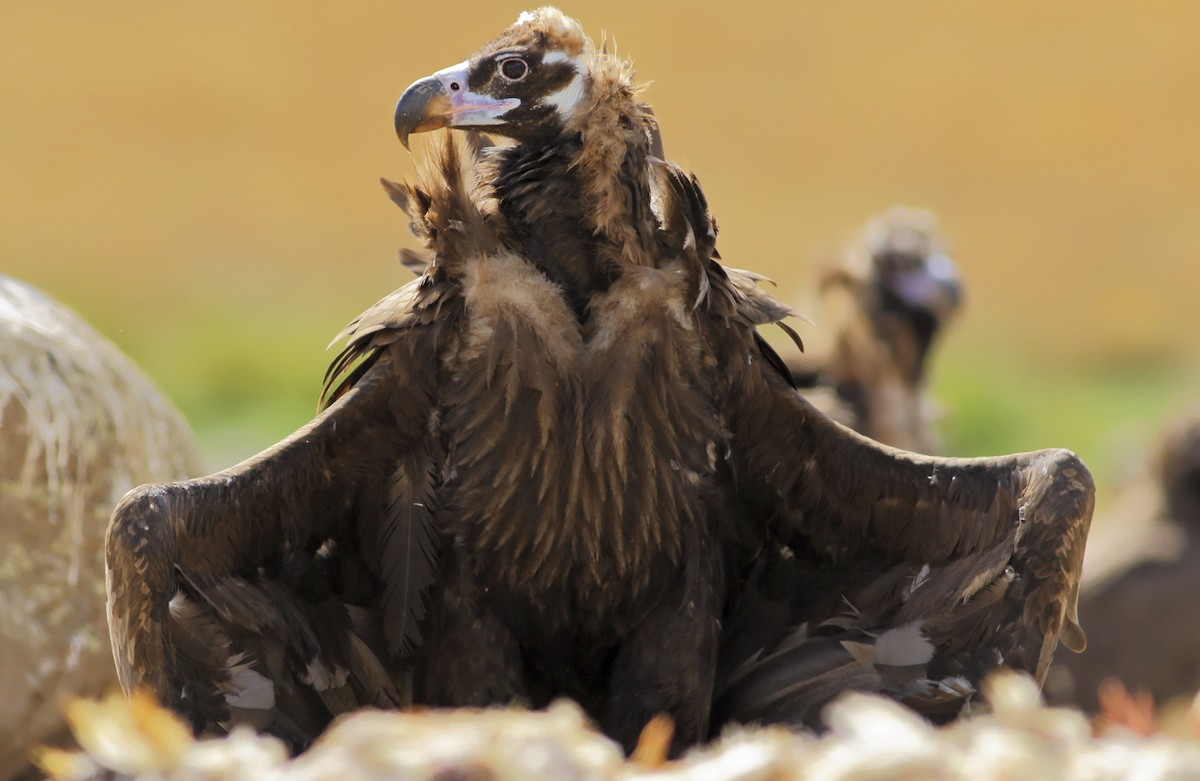Cinereous Vulture - ML113601731