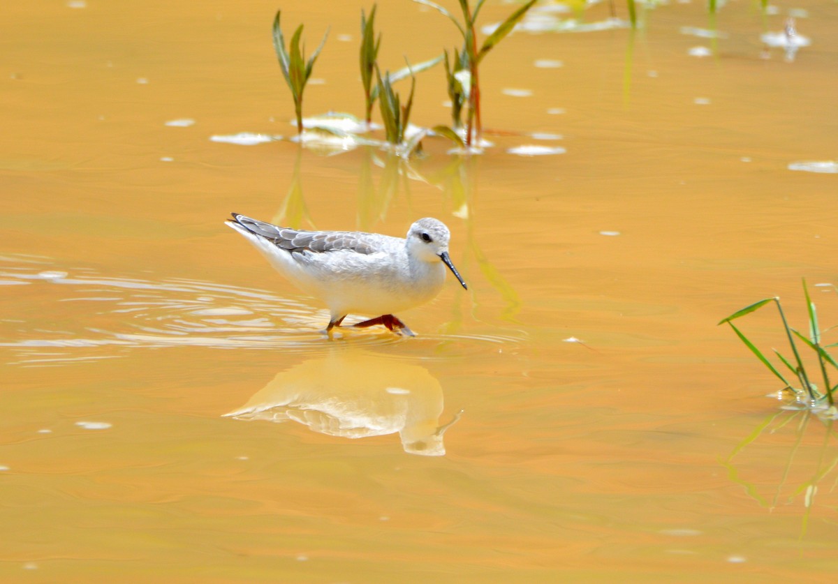 Phalarope de Wilson - ML113602461