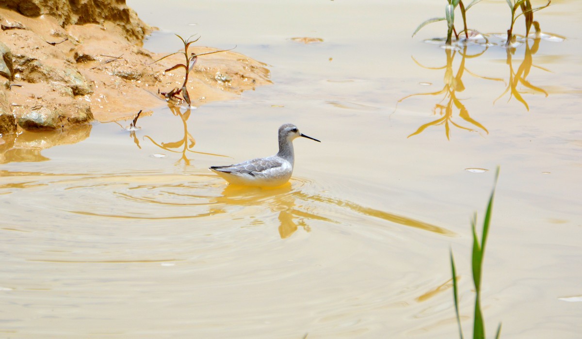 Phalarope de Wilson - ML113602481