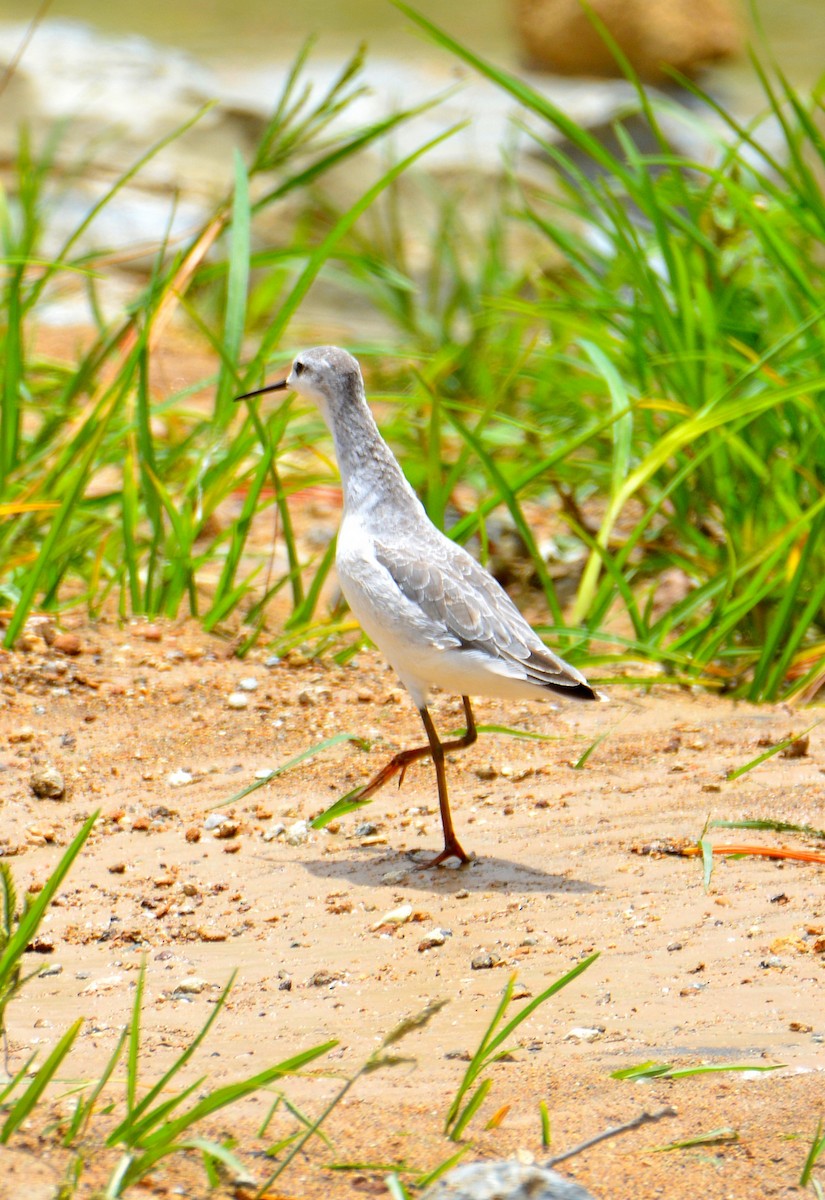 Phalarope de Wilson - ML113602541