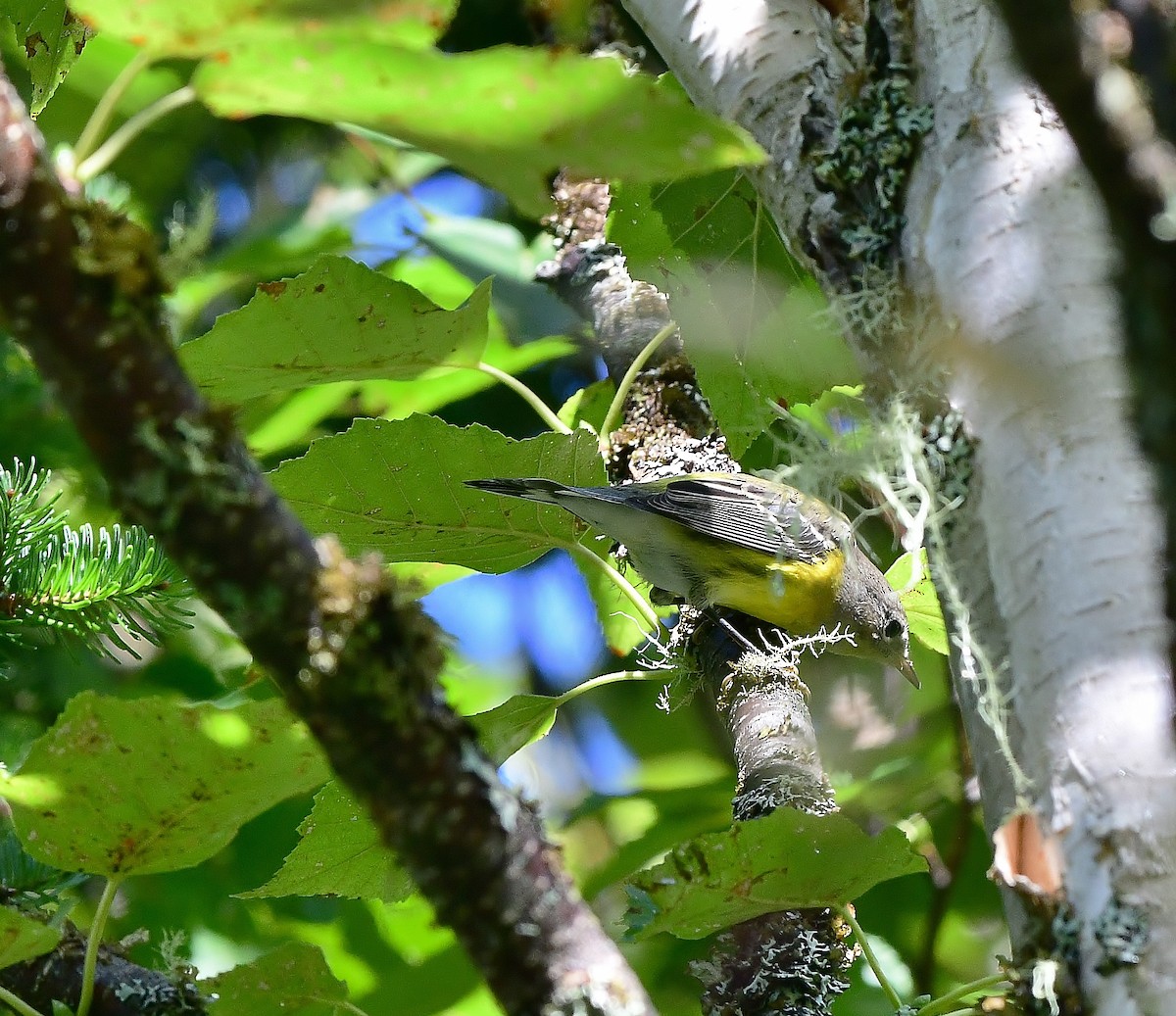 Magnolia Warbler - ML113602811