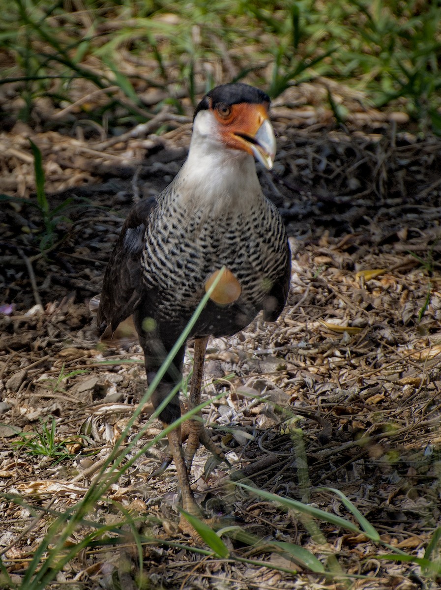 Caracara Carancho (norteño) - ML113602861