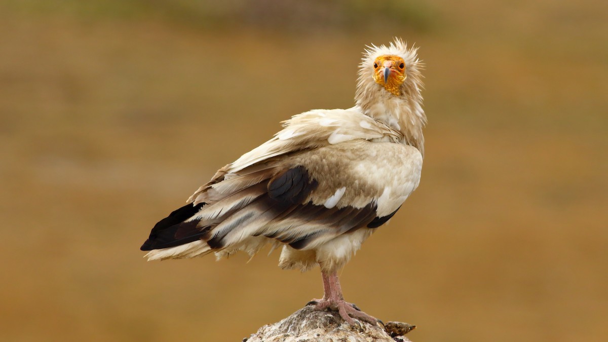 Egyptian Vulture - ML113603161