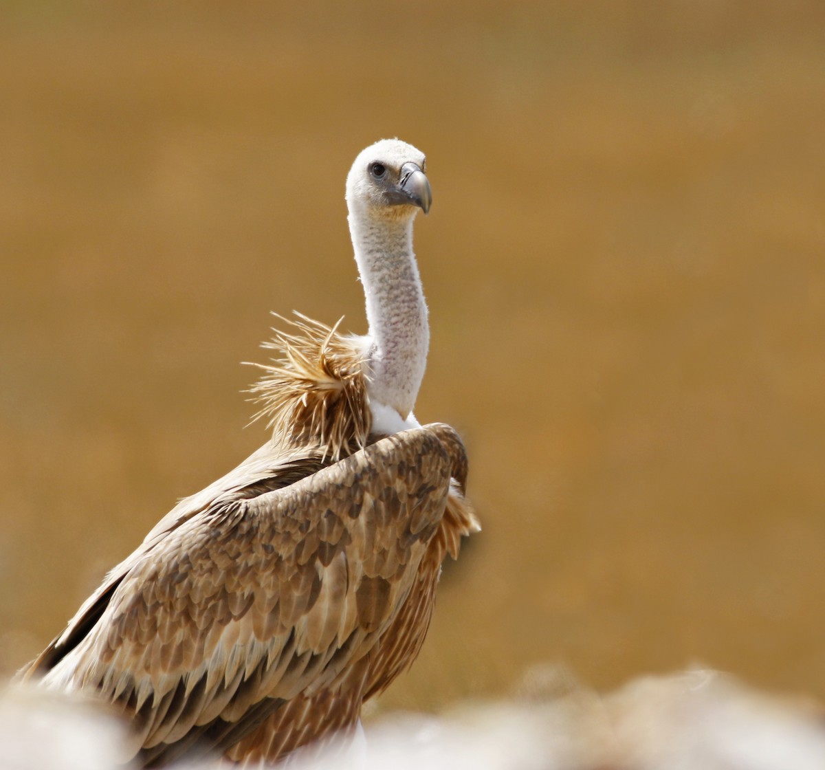 Eurasian Griffon - ML113603191