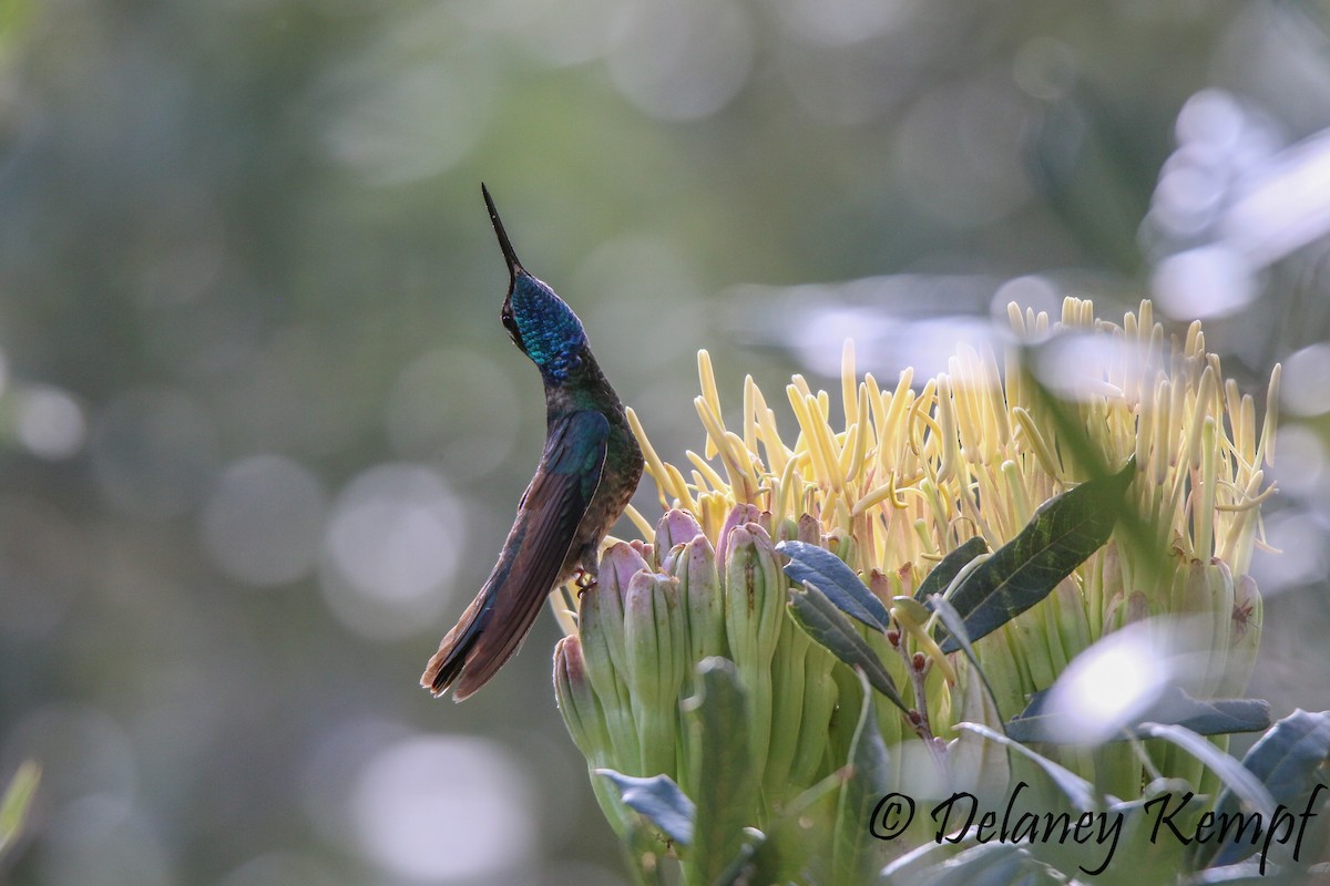 Rivoli's Hummingbird - ML113603301