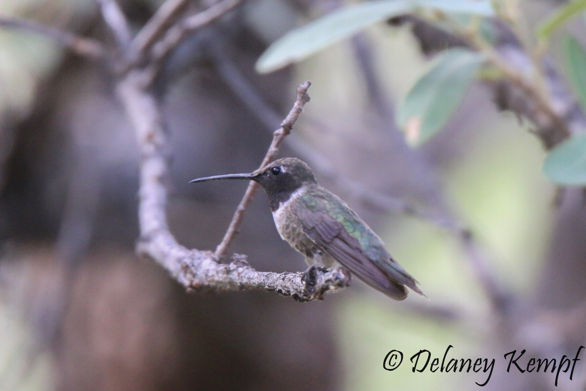 Colibri à gorge noire - ML113603551