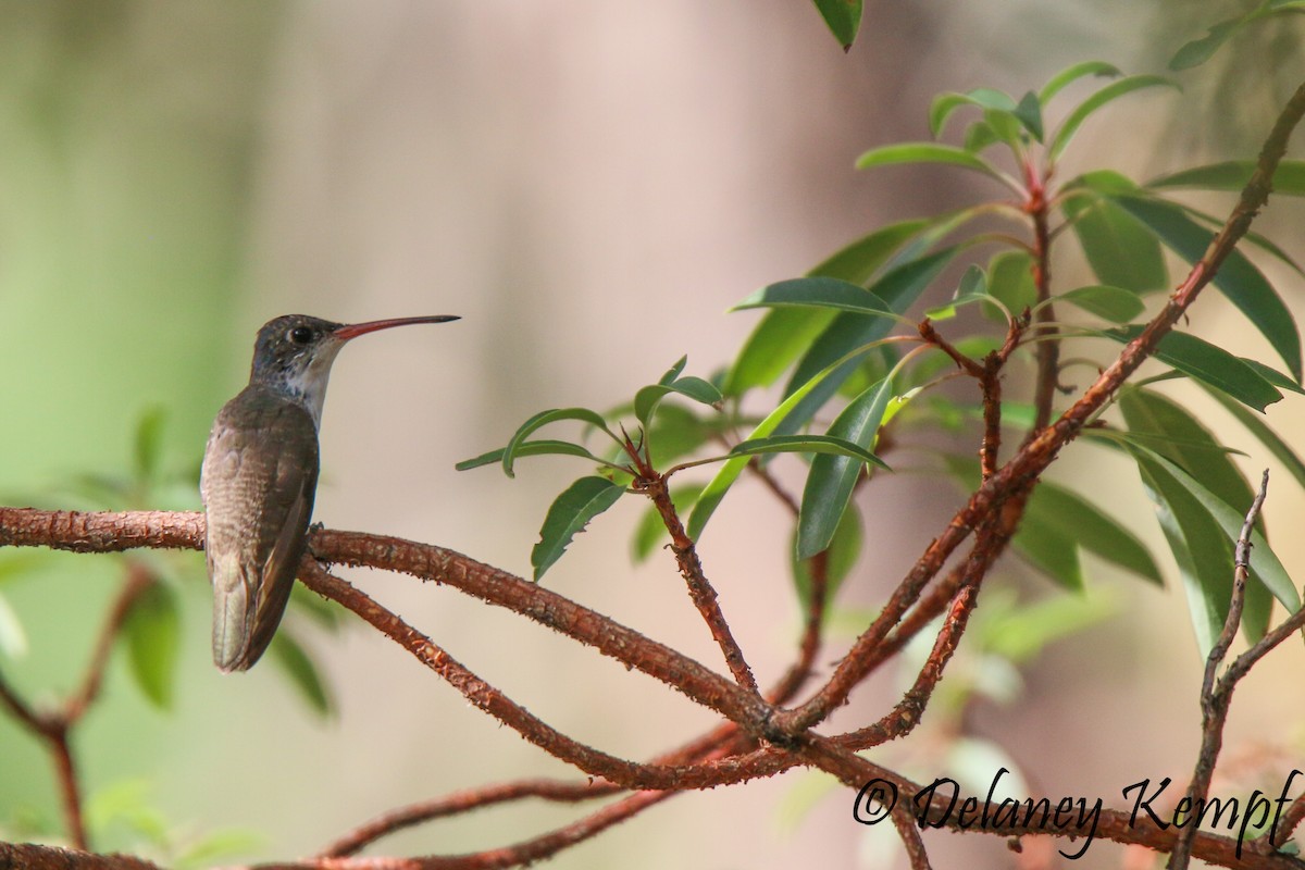 Violet-crowned Hummingbird - ML113603701