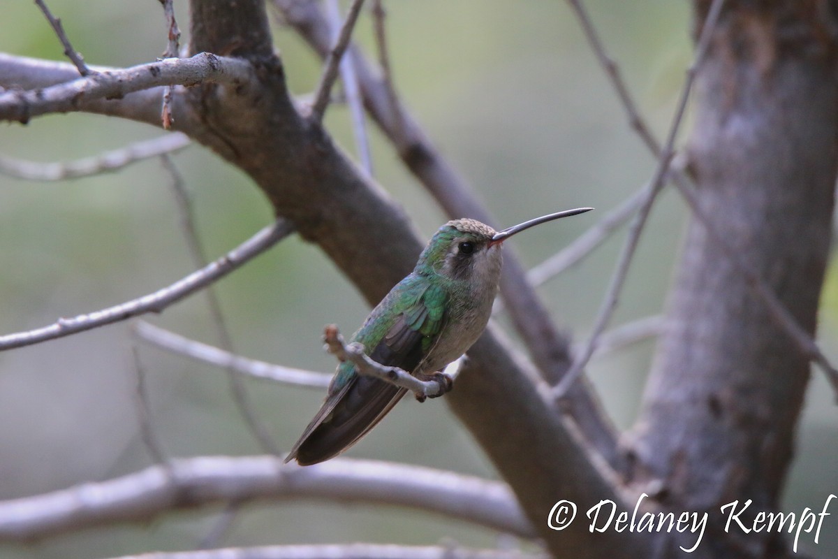 Colibrí Piquiancho Común - ML113603791