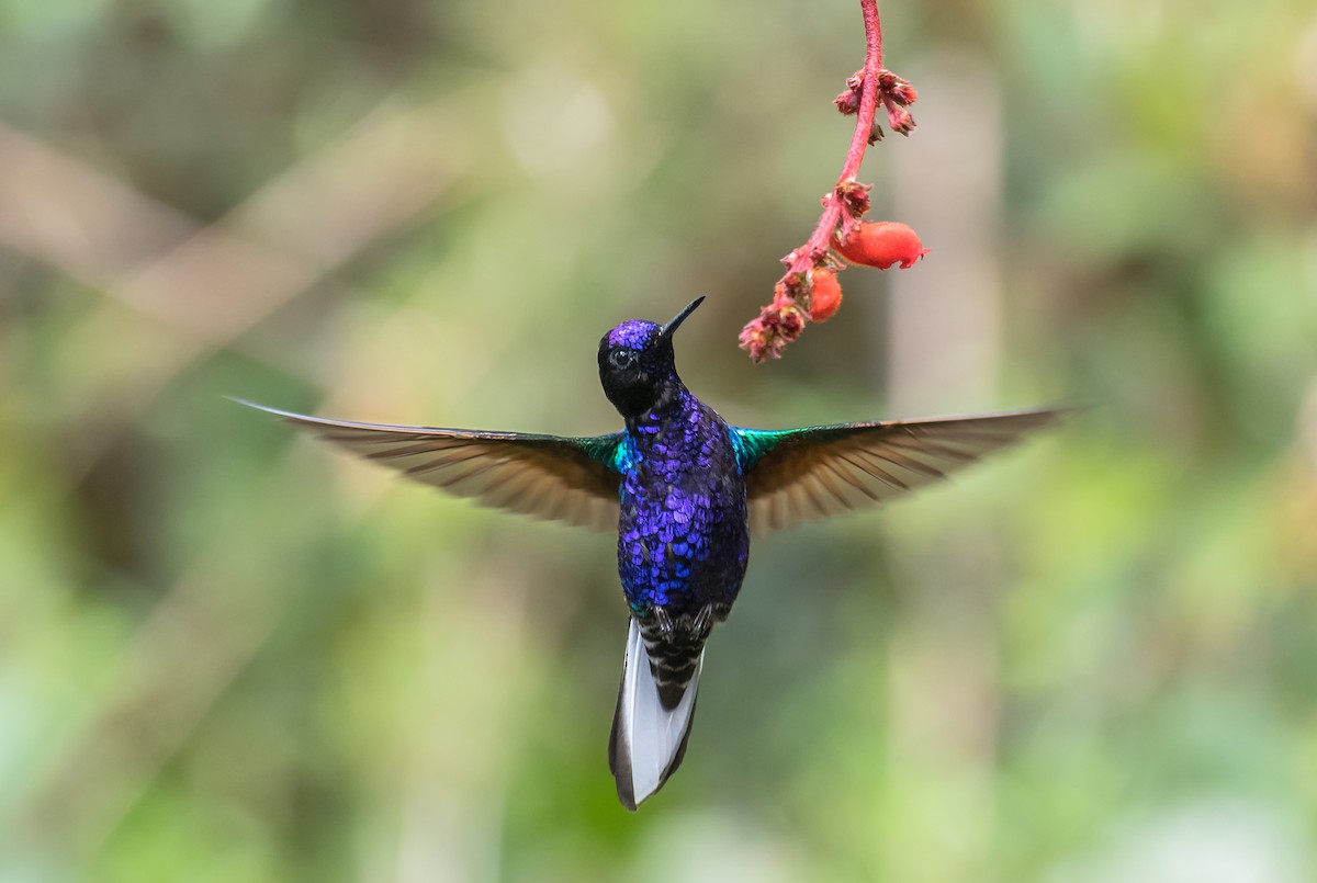 Velvet-purple Coronet - ML113603901