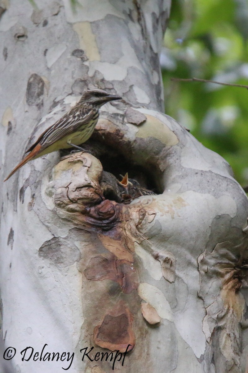 Sulphur-bellied Flycatcher - ML113603911