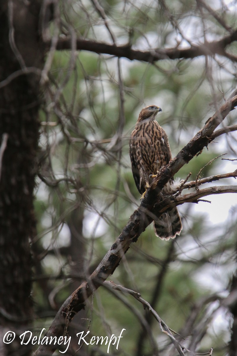 American Goshawk - Delaney Kempf