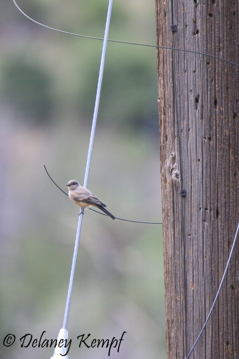 Say's Phoebe - ML113604001