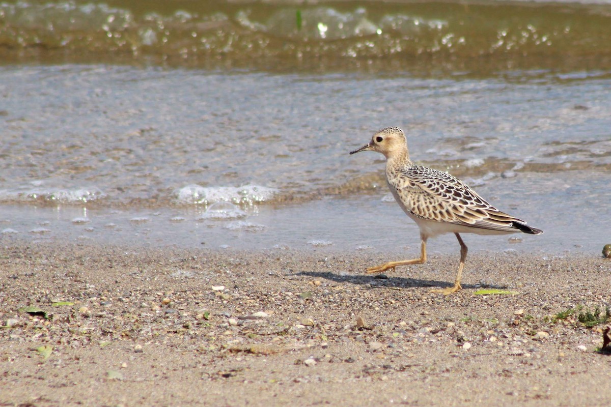 Buff-breasted Sandpiper - Troy Shively